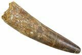 Fossil Spinosaurus Tooth - Real Dinosaur Tooth #345904-1